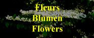 Fleurs - Blumen - Flowers