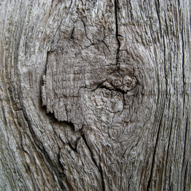 07  Noeud de bois - Holz - wood